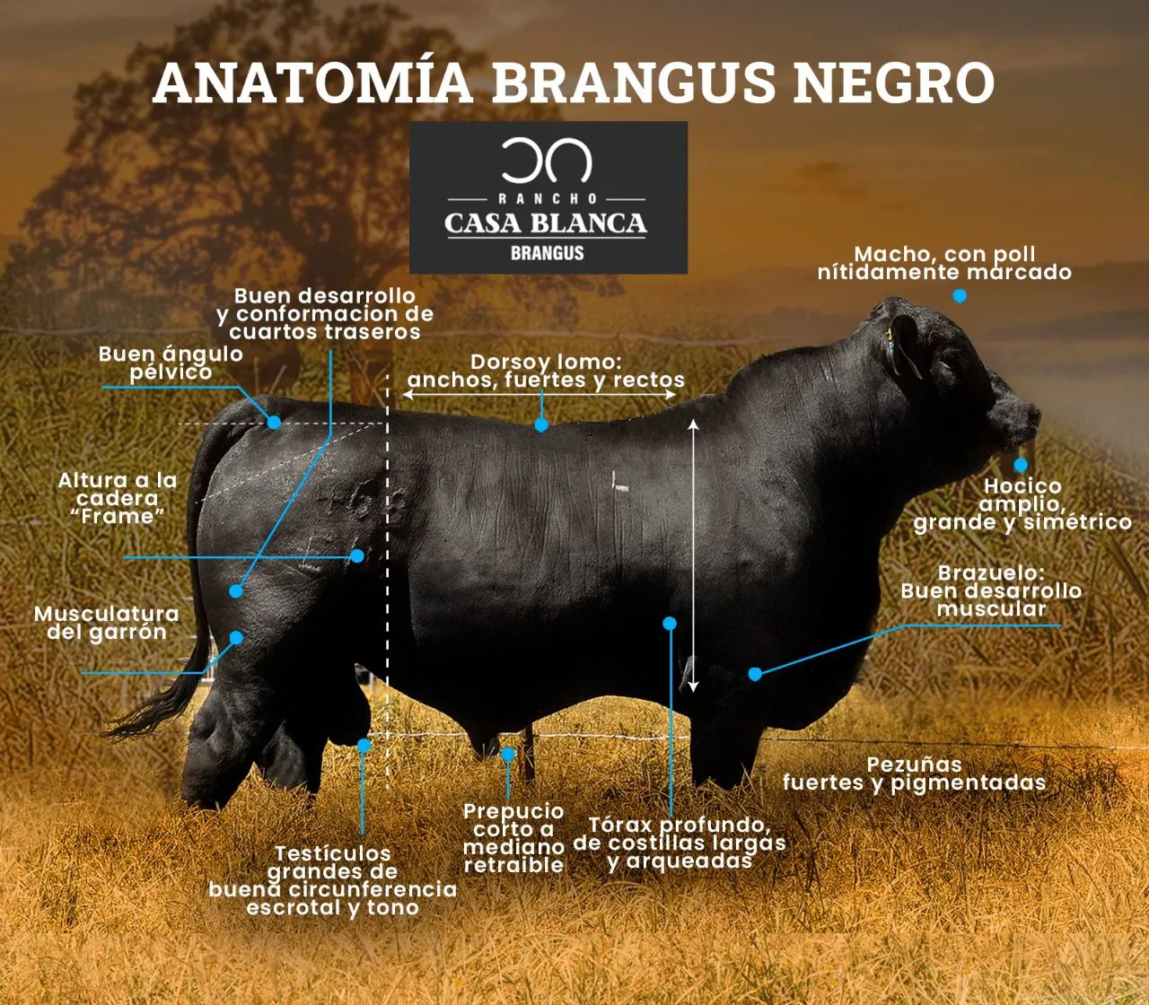 Anatomía del Brangus Negro